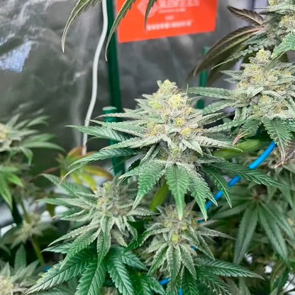 Silent Seeds Pink Sunset Cannabis Samen