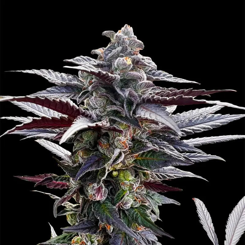 Silent Seeds Pink Sunset Cannabis Samen