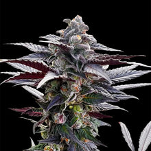 Silent Seeds Pink Sunset Cannabis Samen