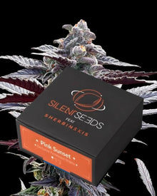 Pink Sunset von Silent Seeds – feminisierte Cannabis Samen