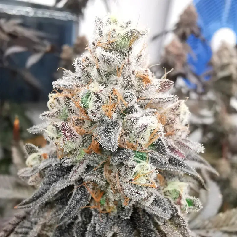 Silent Seeds Polar Gelato Cannabis Samen