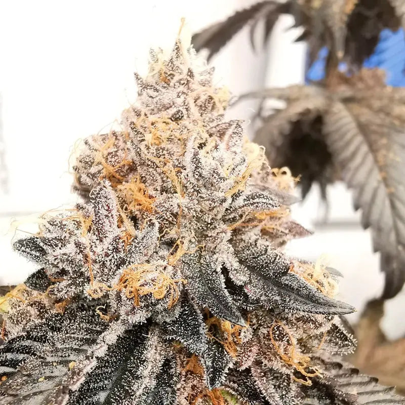Silent Seeds Polar Gelato Cannabis Samen