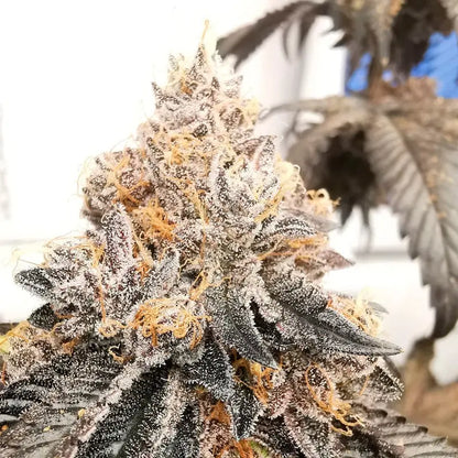 Silent Seeds Polar Gelato Cannabis Samen