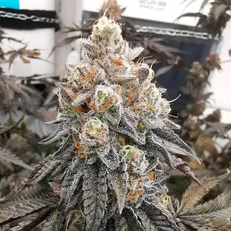 Silent Seeds Polar Gelato Cannabis Samen