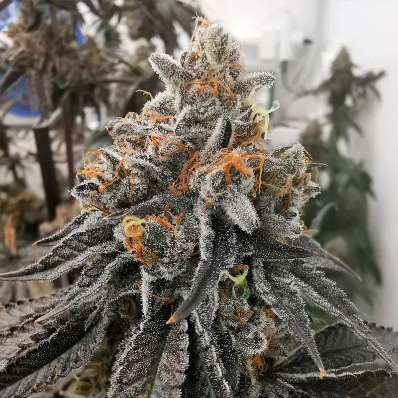Silent Seeds Polar Gelato Cannabis Samen