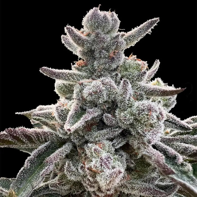 Silent Seeds Polar Gelato Cannabis Samen