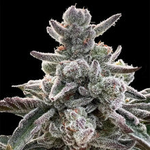 Silent Seeds Polar Gelato Cannabis Samen