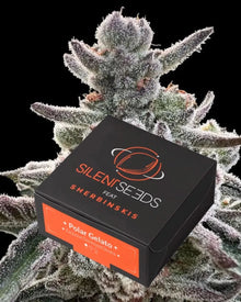Polar Gelato von Silent Seeds – feminisierte Cannabis Samen