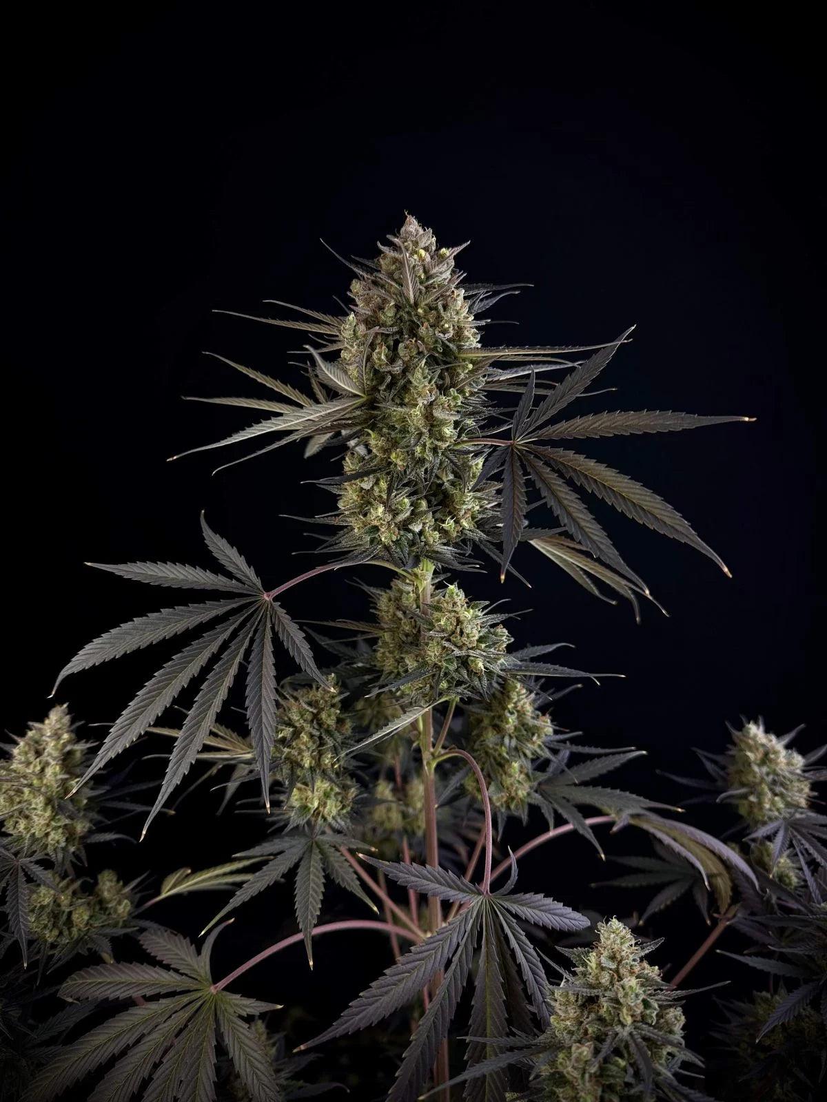 fastbuds-pound-cake-auto