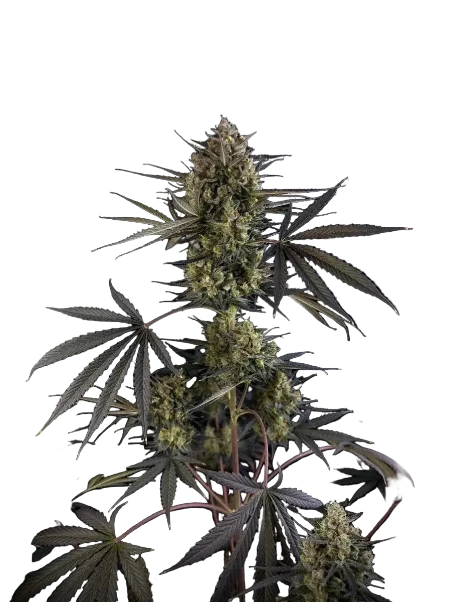 fastbuds-pound-cake-auto