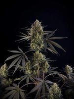 fastbuds-pound-cake-auto