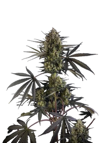 fastbuds-pound-cake-auto