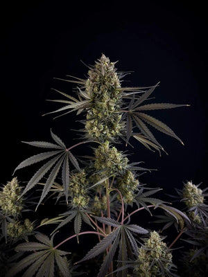 fastbuds-pound-cake-auto