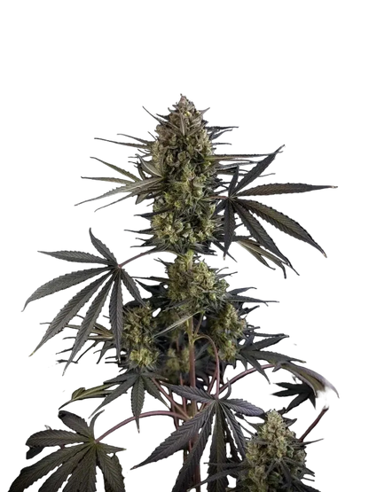 fastbuds-pound-cake-auto