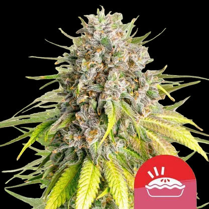 royal-queen-seeds-punch-pie
