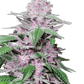 purple-cookie-kush-sensi-seeds