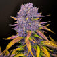 purple-lemonade-auto-fastbuds
