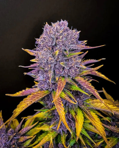 purple-lemonade-auto-fastbuds
