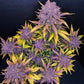 purple-lemonade-auto-samen