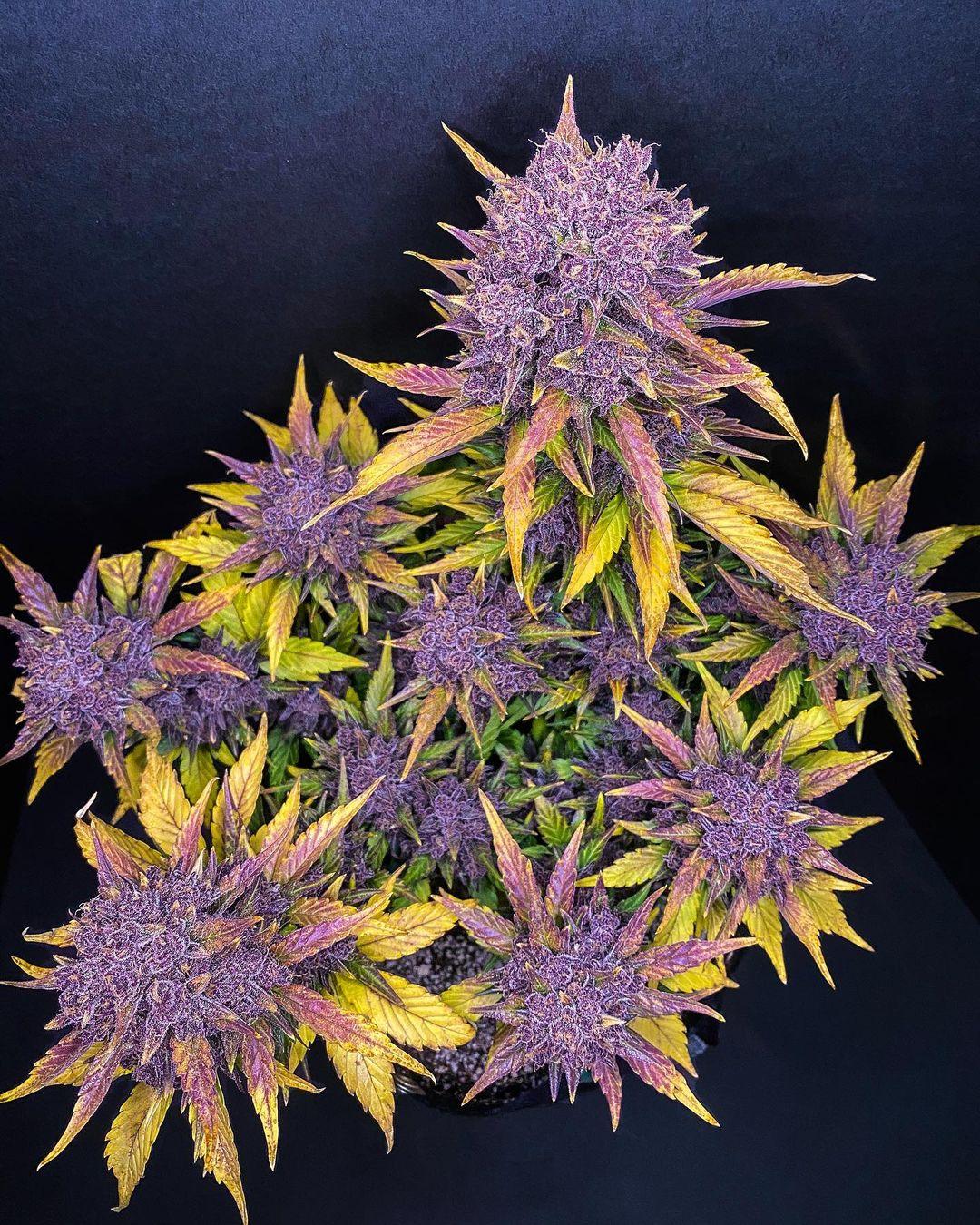 purple-lemonade-auto-samen