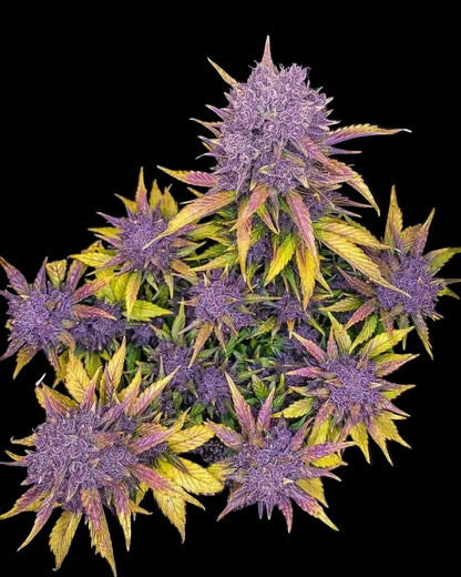 purple-lemonade-auto-samen