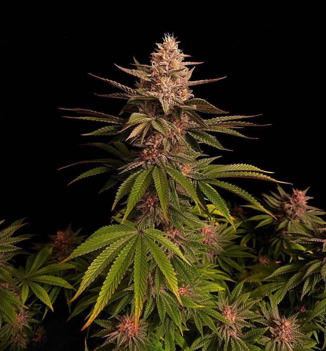Purple Lemonade FF Cannabispflanze mit lila Blüten und grünen Blättern