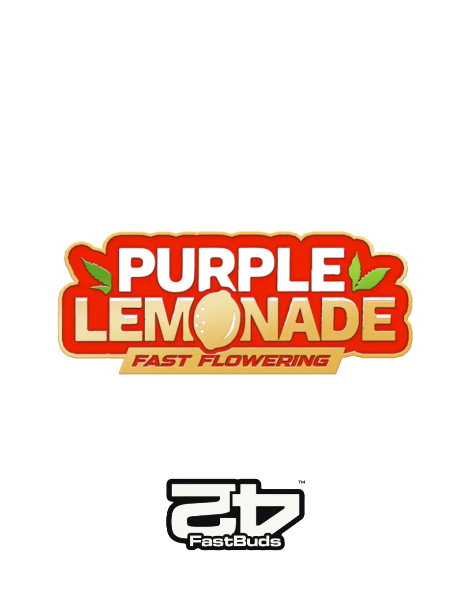 Purple Lemonade Fast Flowering Samen