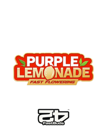 Purple Lemonade Fast Flowering Samen