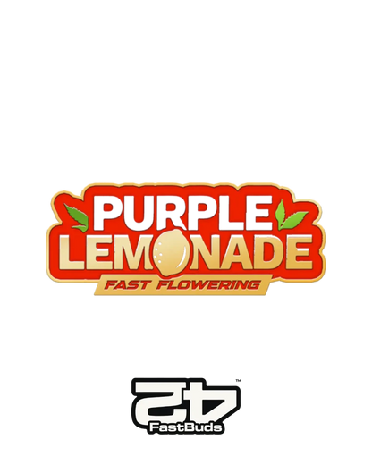 Purple Lemonade Fast Flowering Samen