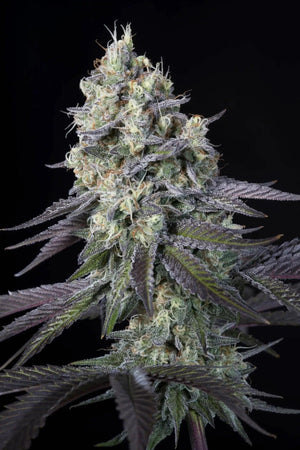 paradise-seeds-purple-mints
