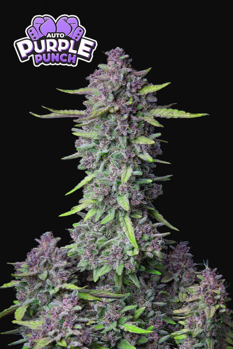 purple-punch-auto-fastbuds