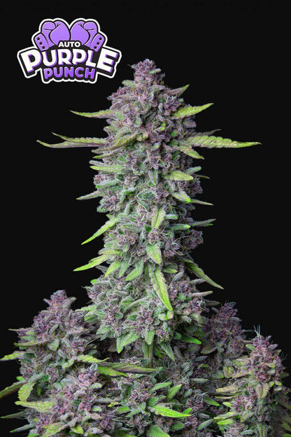 purple-punch-auto-fastbuds
