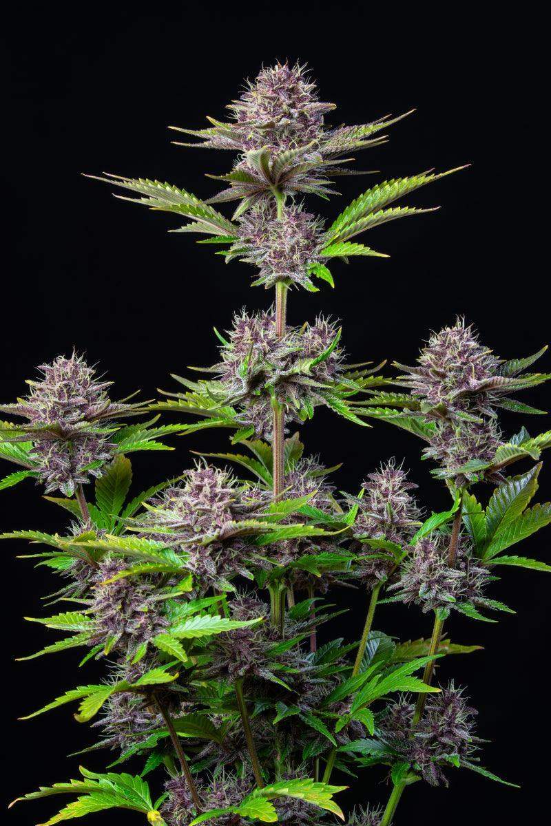 purple-punch-auto-cannabis-samen