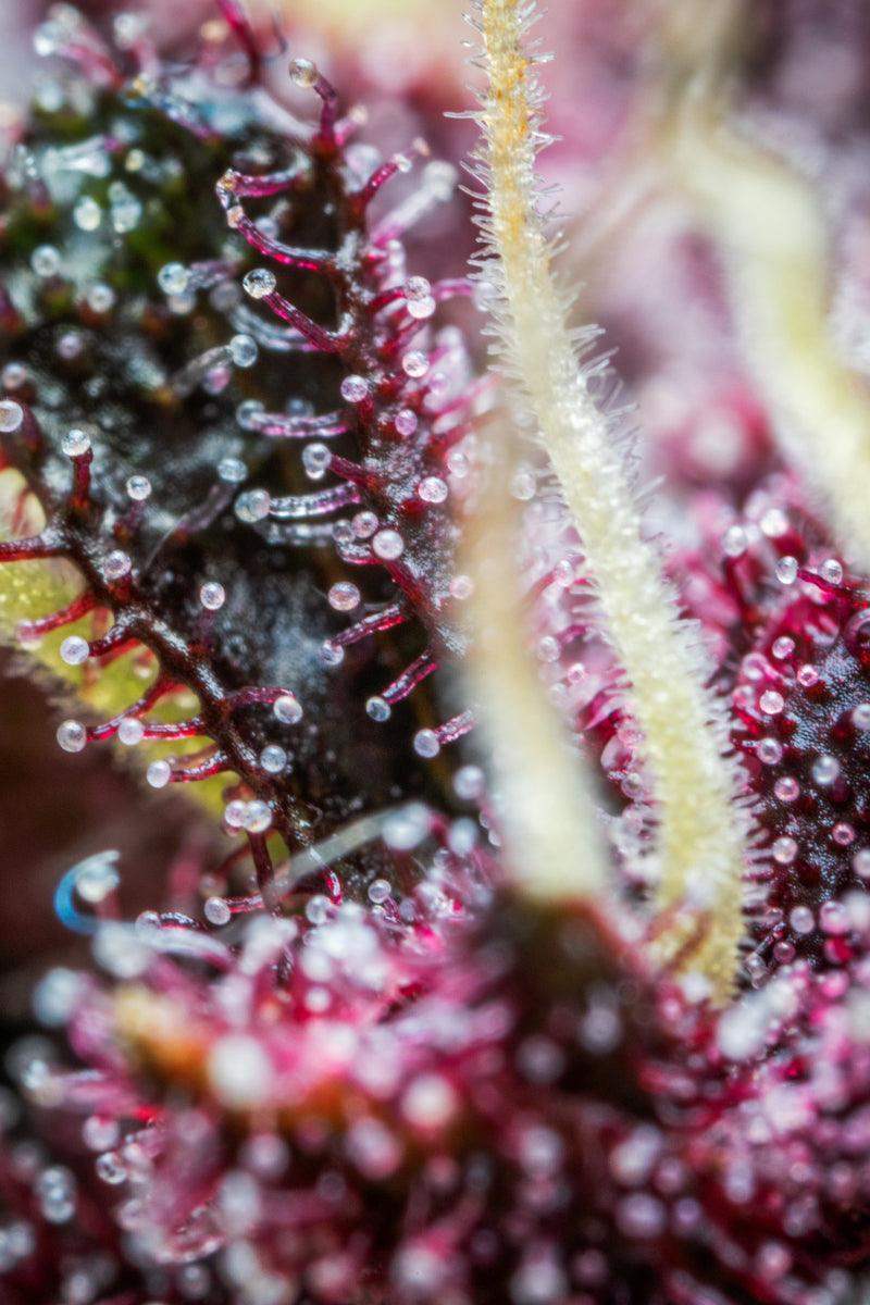 fastbuds-purple-punch-auto