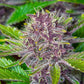 purple-punch-auto-cannabis-samen-kaufen