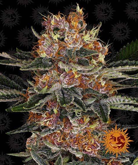 barneys-farm-purple-punch-auto