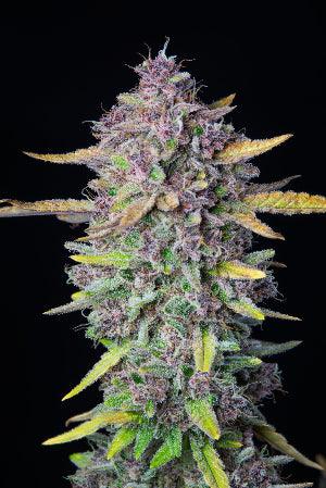 purple-punch-auto