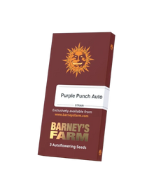 Originalverpackung Purple Punch Auto von Barney's Farm