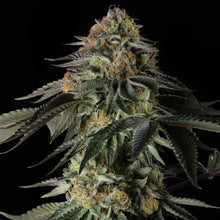Rainbow Gas von Silent Seeds – feminisierte Cannabis Samen