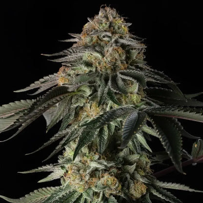 Rainbow Gas von Silent Seeds – feminisierte Cannabis Samen