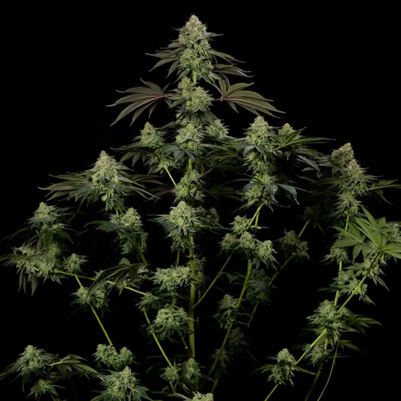Rainbow Gas Cannabisblüte, harzige Buds (Silent Seeds)