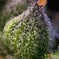 barneys-farm-online-bestellen