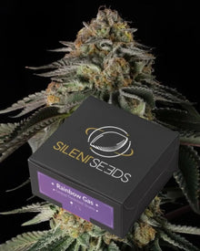 Rainbow Gas von Silent Seeds – feminisierte Cannabis Samen