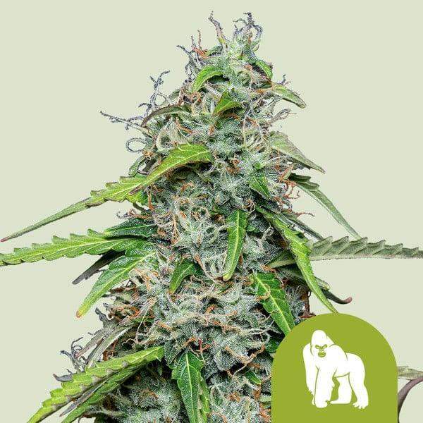 royal-gorilla-auto