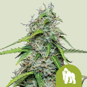 royal-gorilla-auto