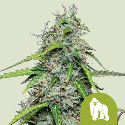 royal-gorilla-auto