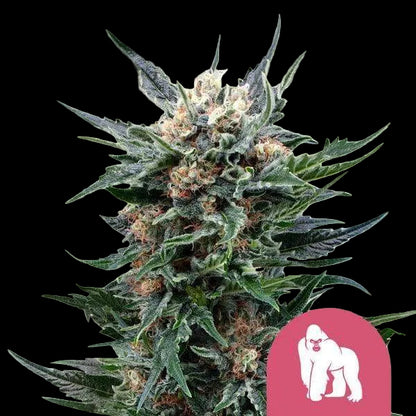 royal-gorilla