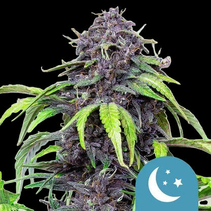 purplematic-cbd-royal-queen-seeds