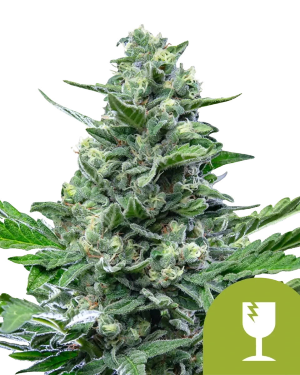 Royal Critical Auto