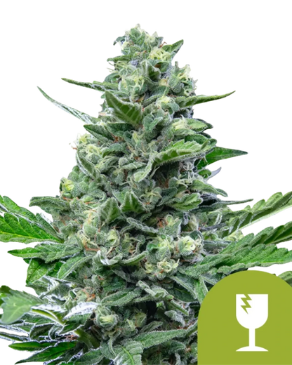 Royal Critical Auto